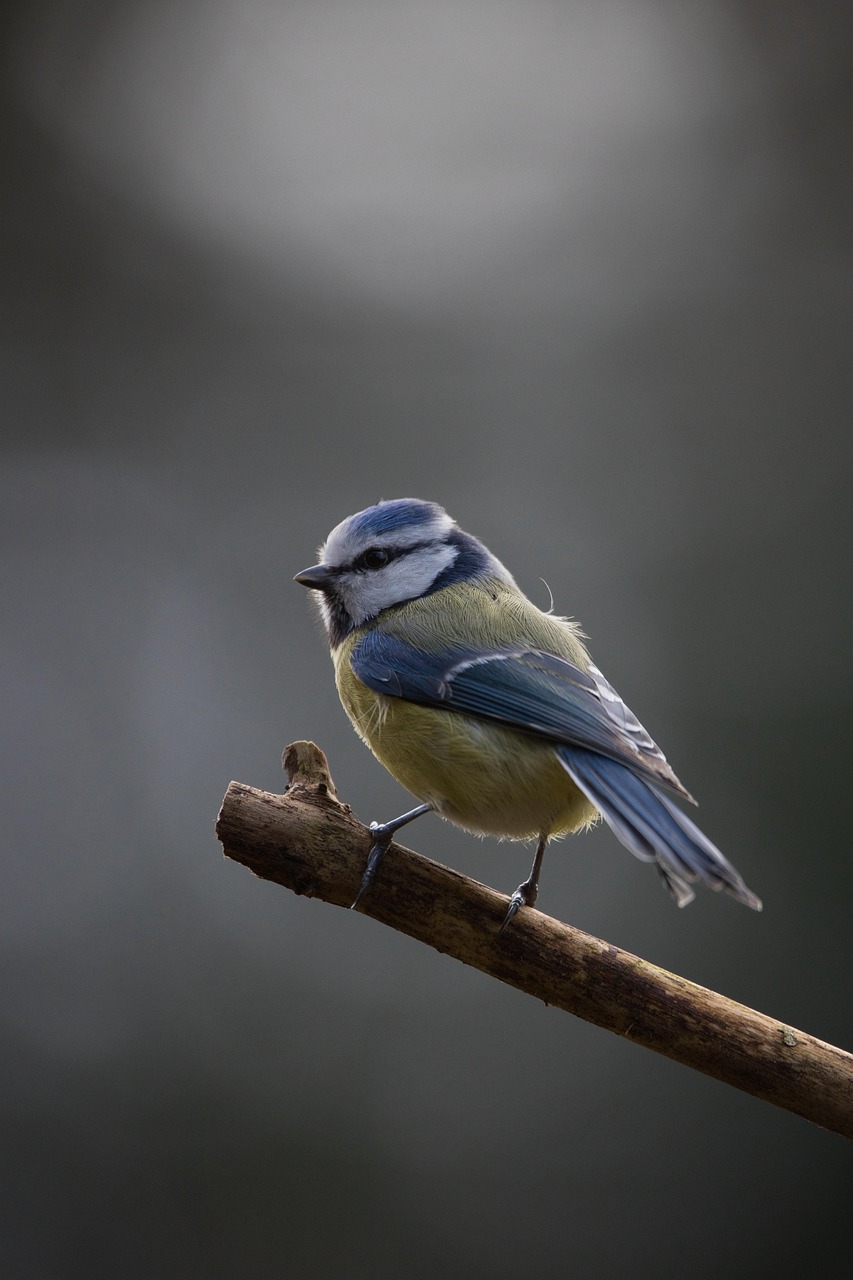 Eurasian Blue Tit