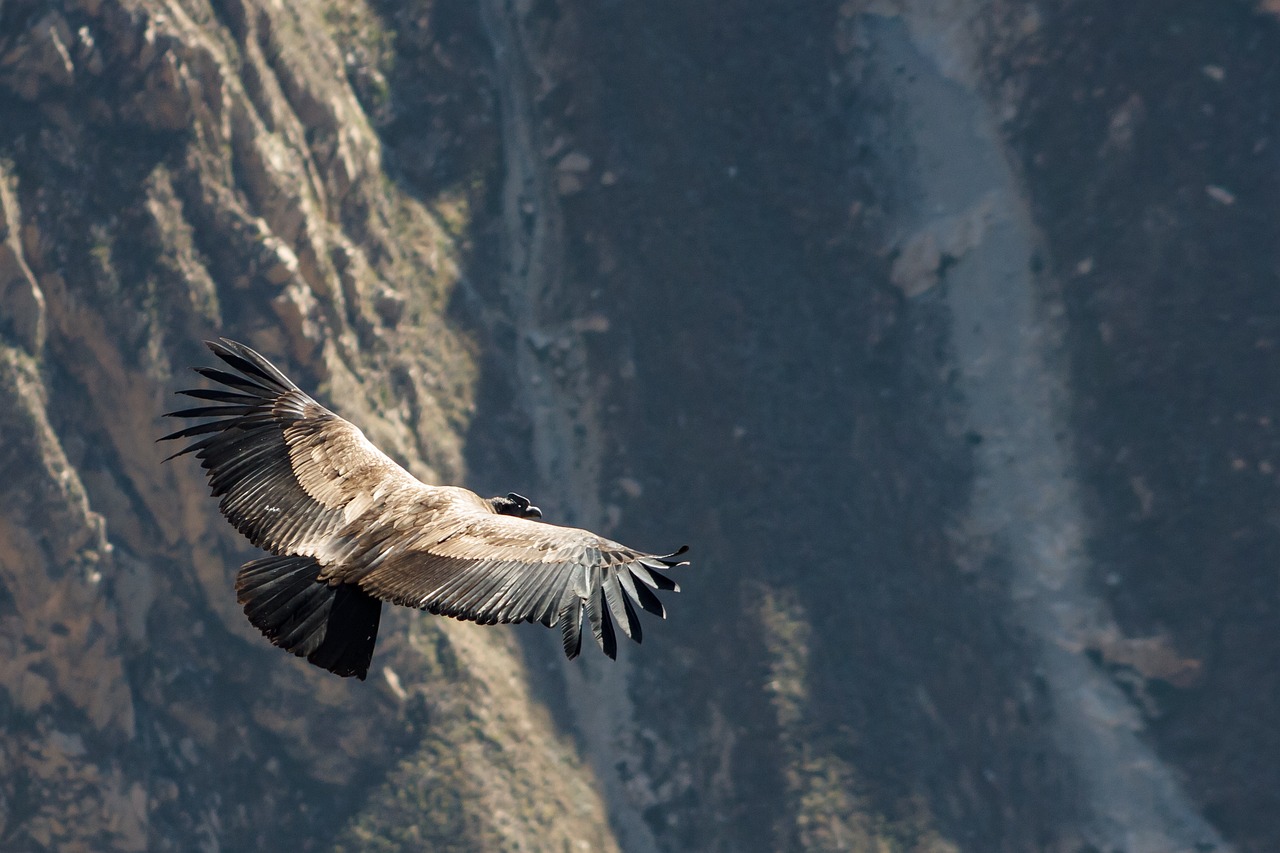 Andean Condor