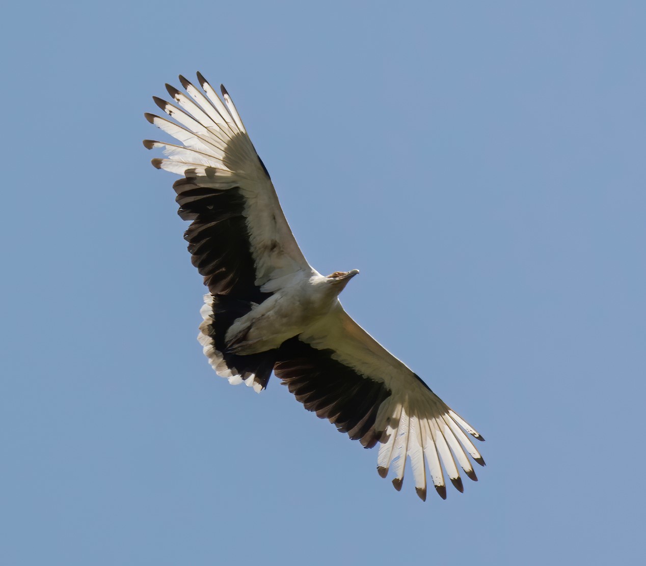 Palm-nut vulture