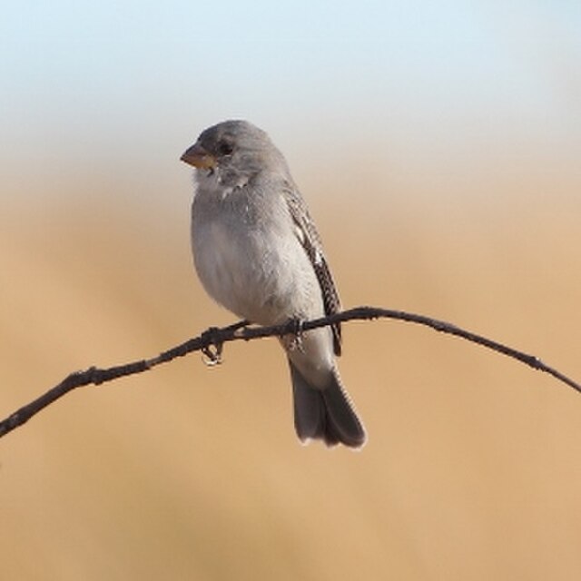 Plumbeous Seedeater