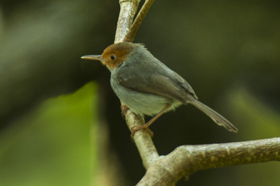 Ashy Tailorbird