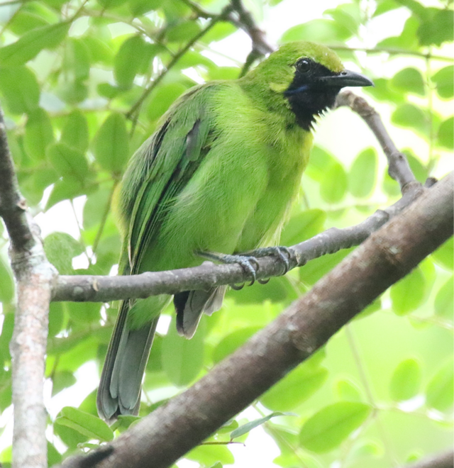 Blue-winged Leafbird