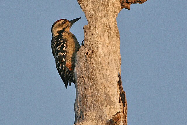 Sunda Woodpecker