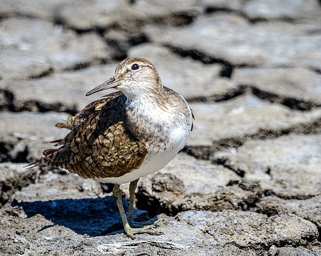 Common Sandpiper