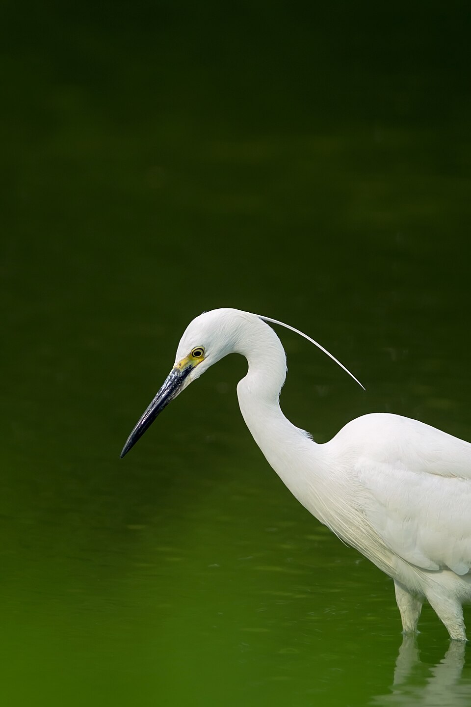 Little Egret