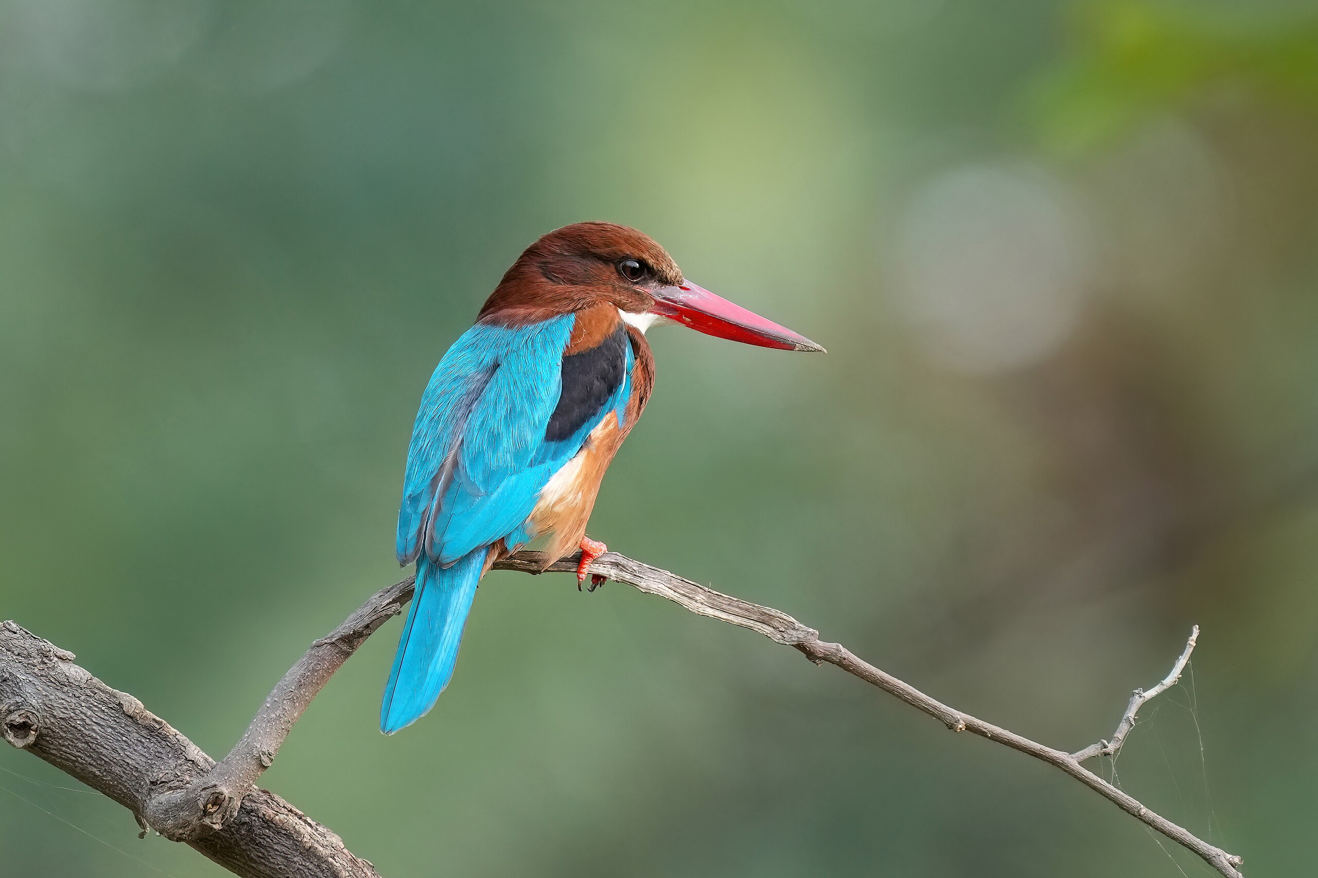 White-throated Kingfisher