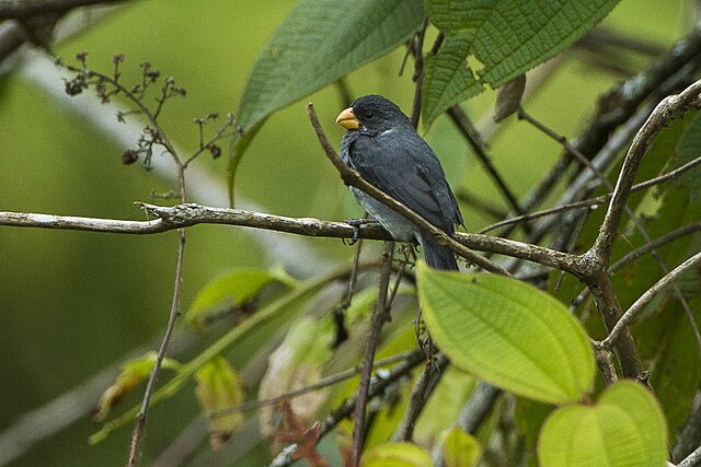 Slate-colored Seedeater