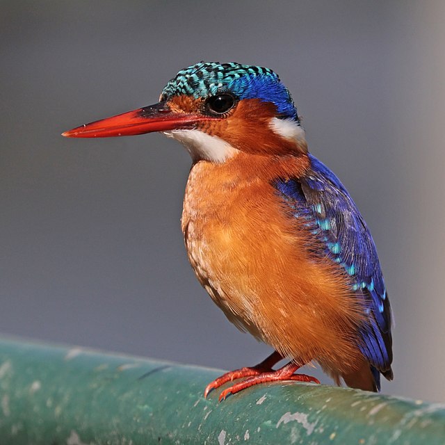 Malachite Kingfisher