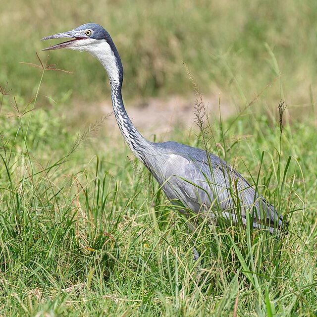 Black-headed Heron