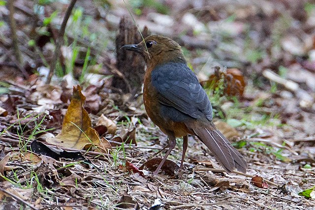 Heinrich's Forest Thrush