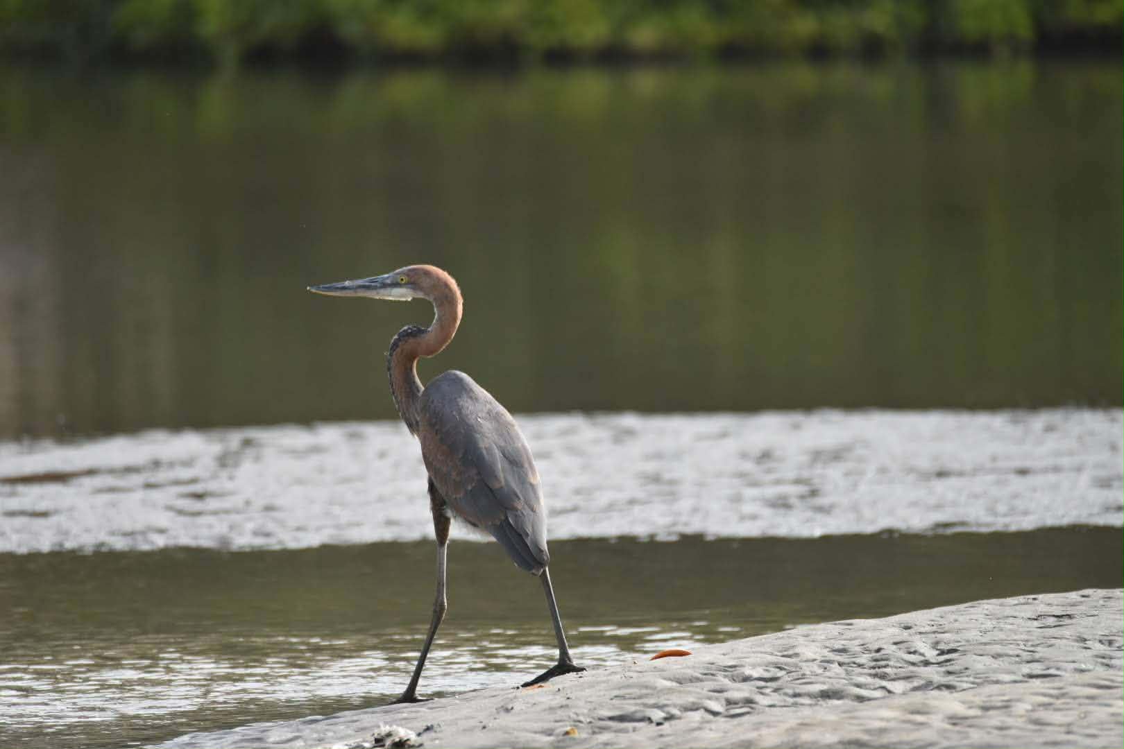 Goliath Heron