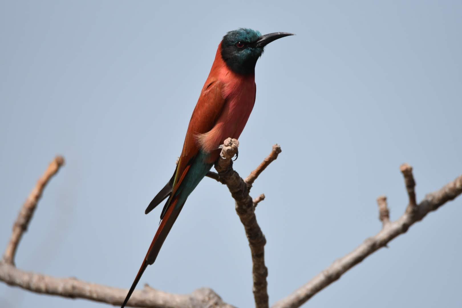 Southern Carmine Bee-eater