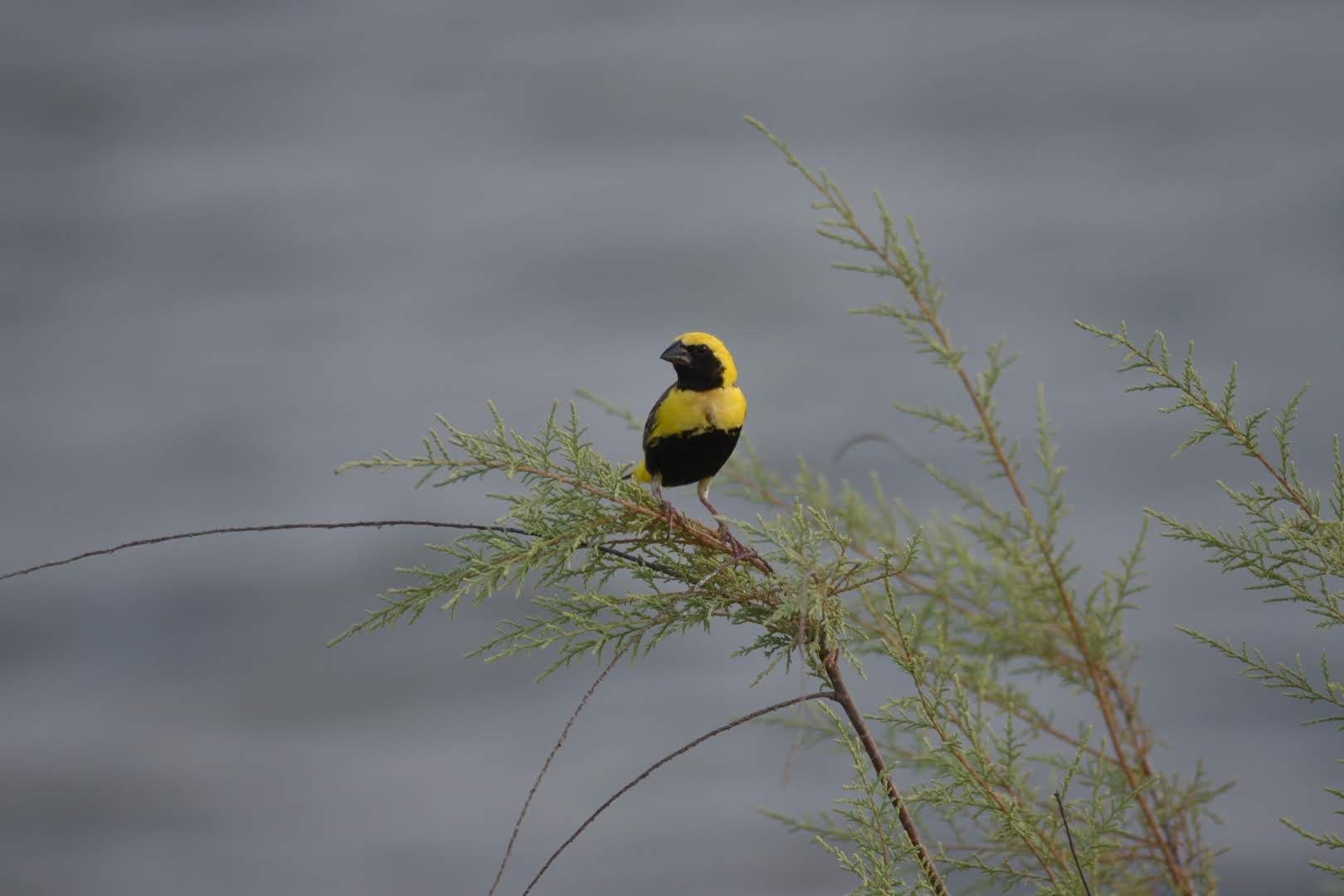 Black-headed Weaver