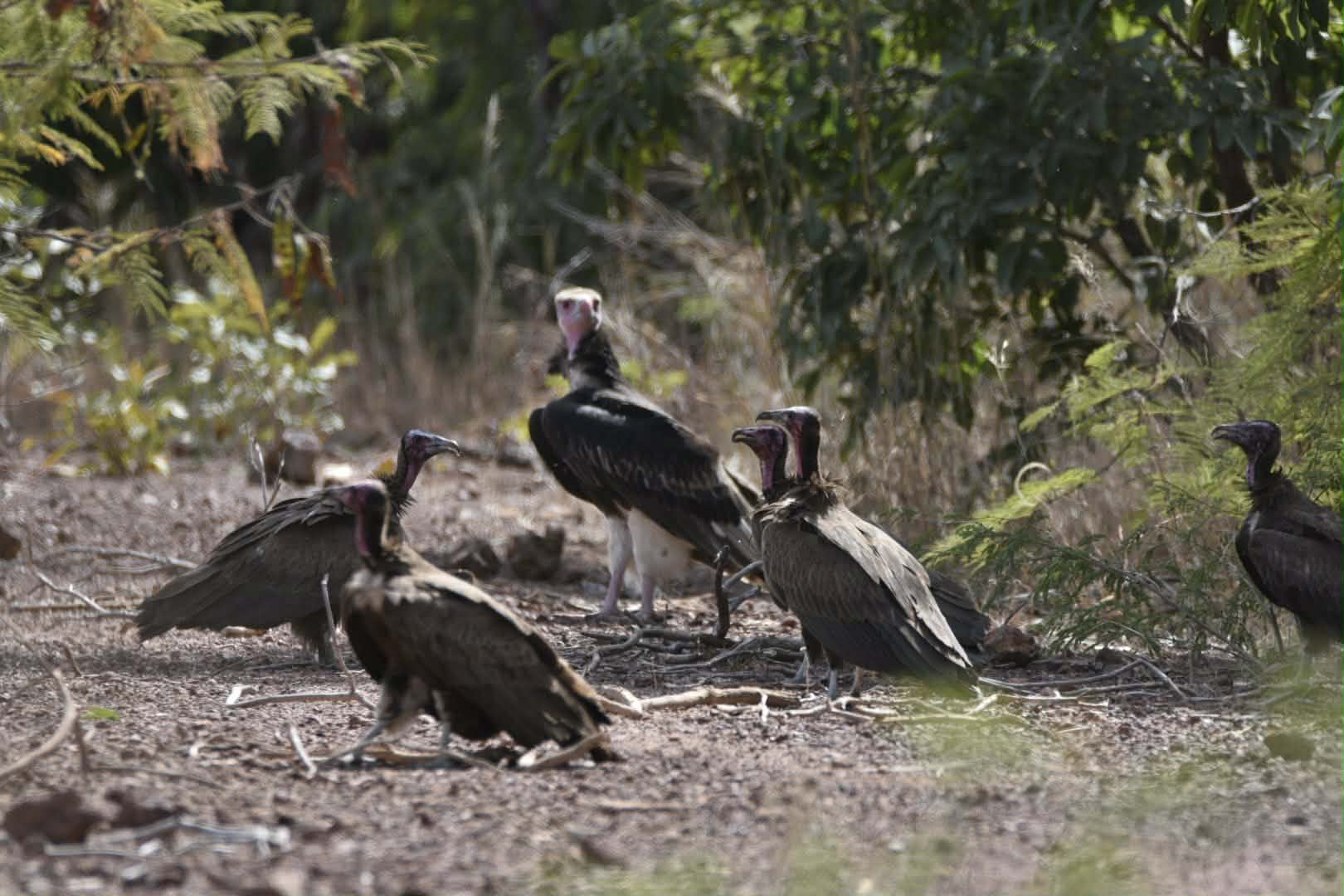 White-headed Vulture