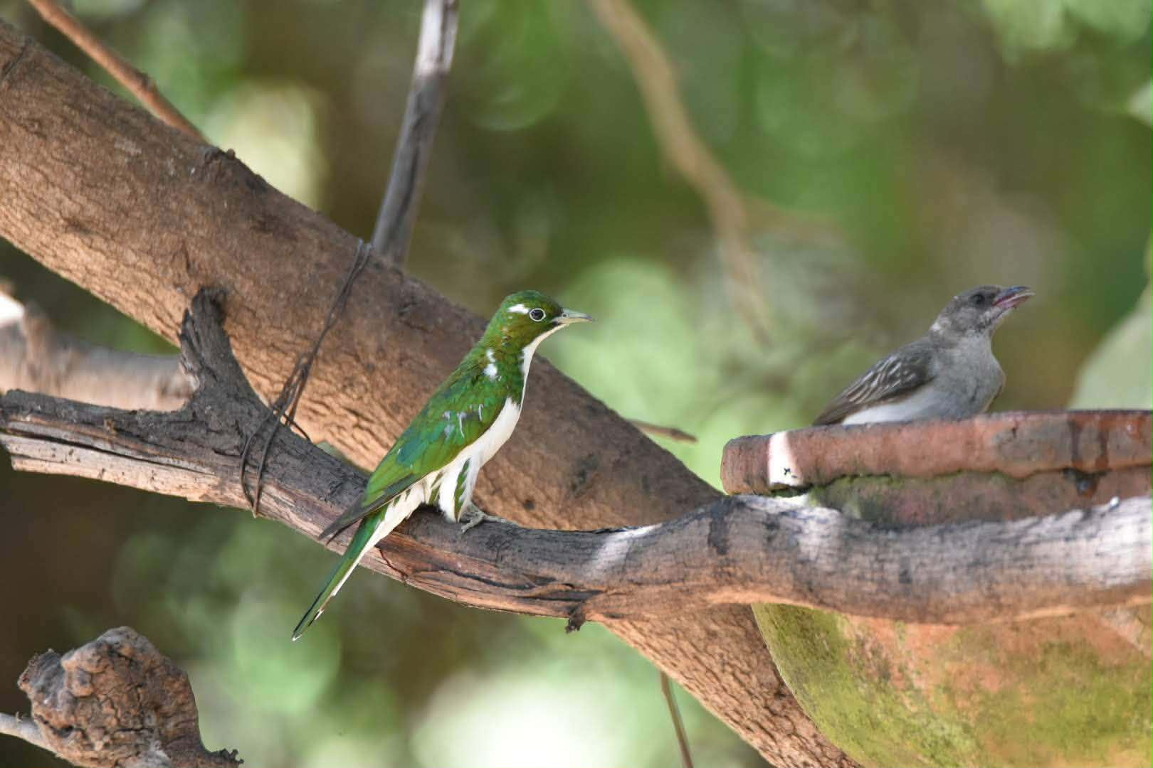 African emerald cuckoo