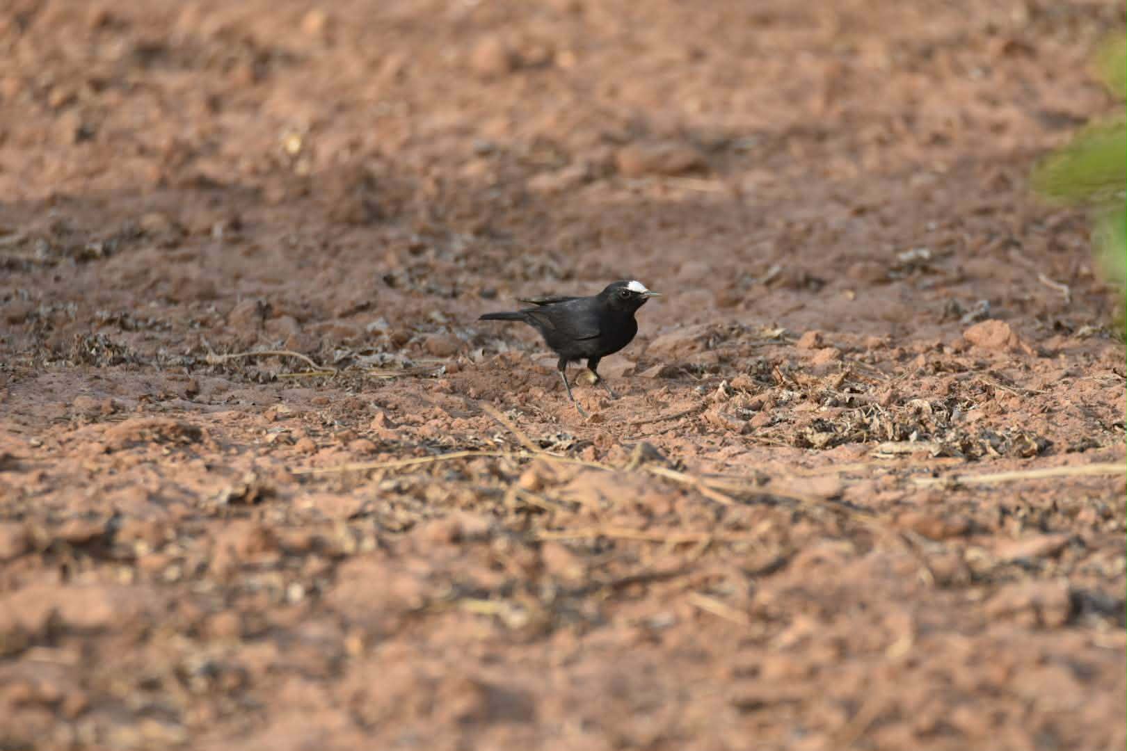 White-rumped Wheatear