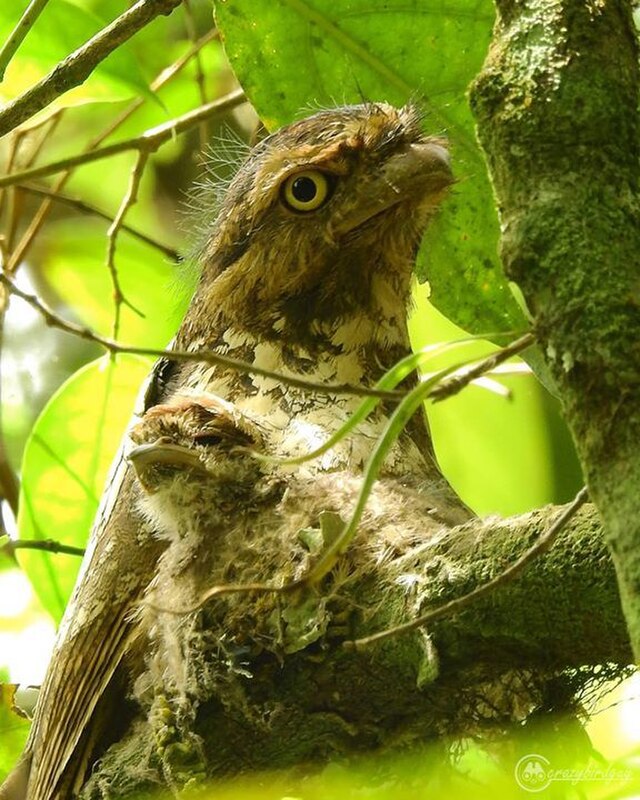 Javan Frogmouth
