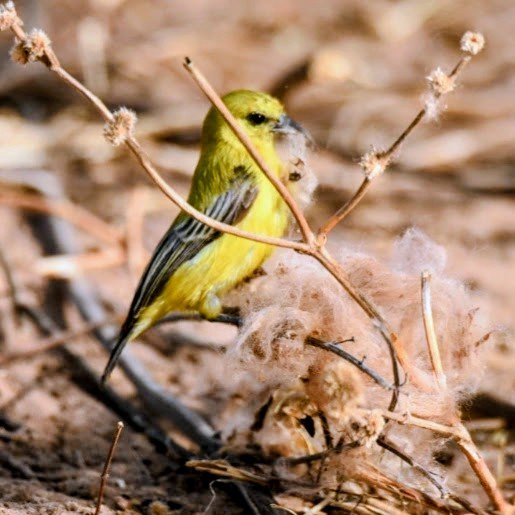 Yellow penduline tit