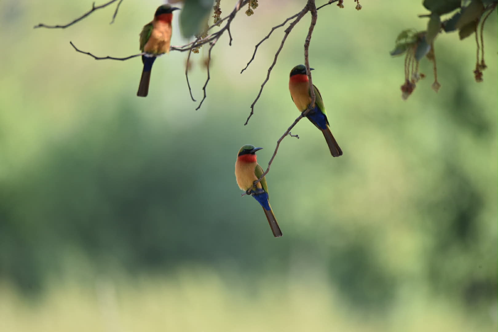 Red-throated Bee-eater