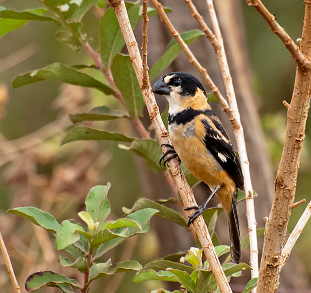 Yellow-bellied Seedeater