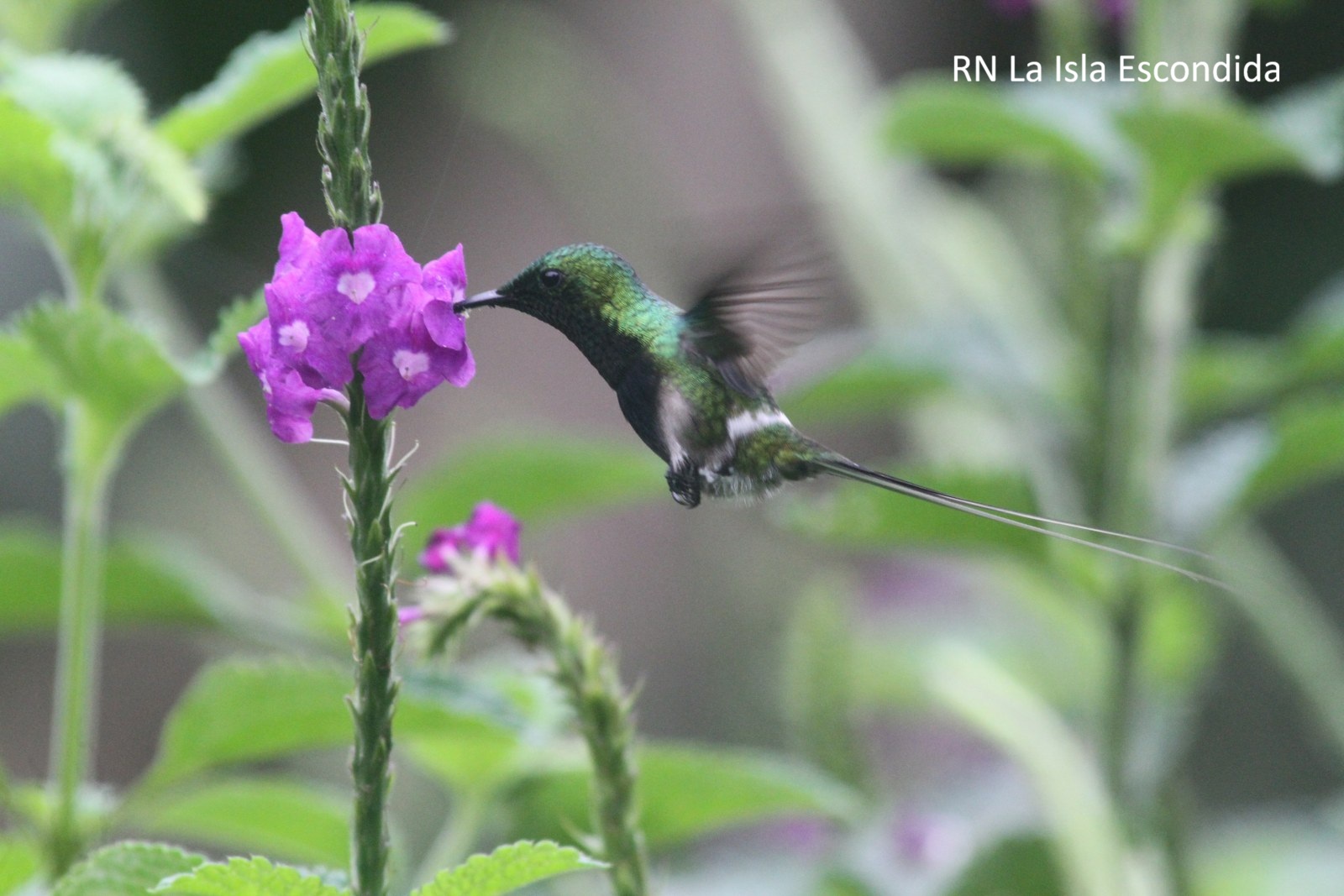 Black-bellied Thorntail