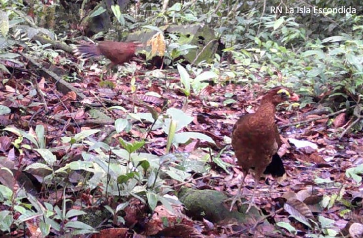 Nocturnal Curassow