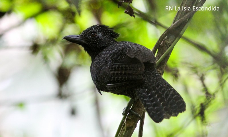 Fulvous Antshrike