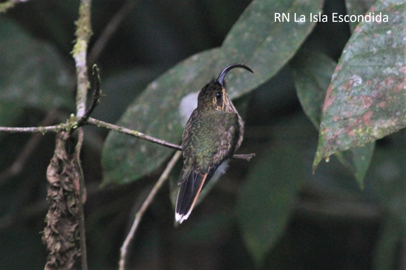 Buff-tailed Sicklebill
