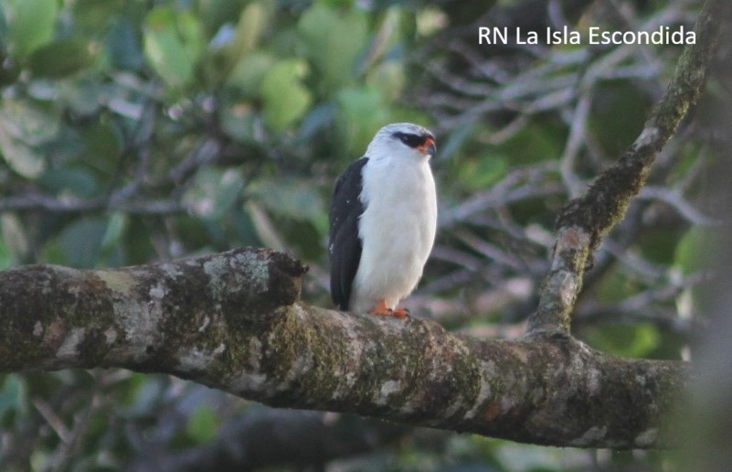 Black-faced Hawk