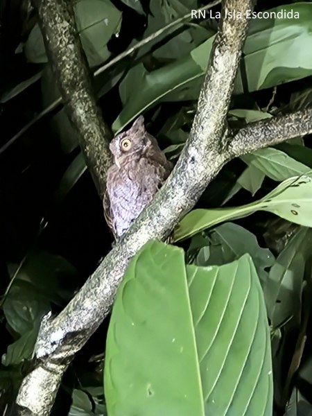 Foothill Screech-Owl