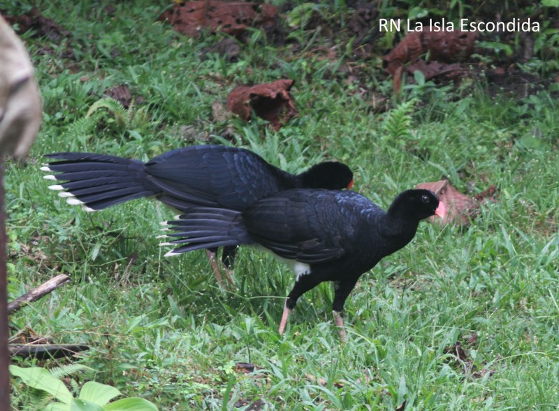 Salvin's curassow