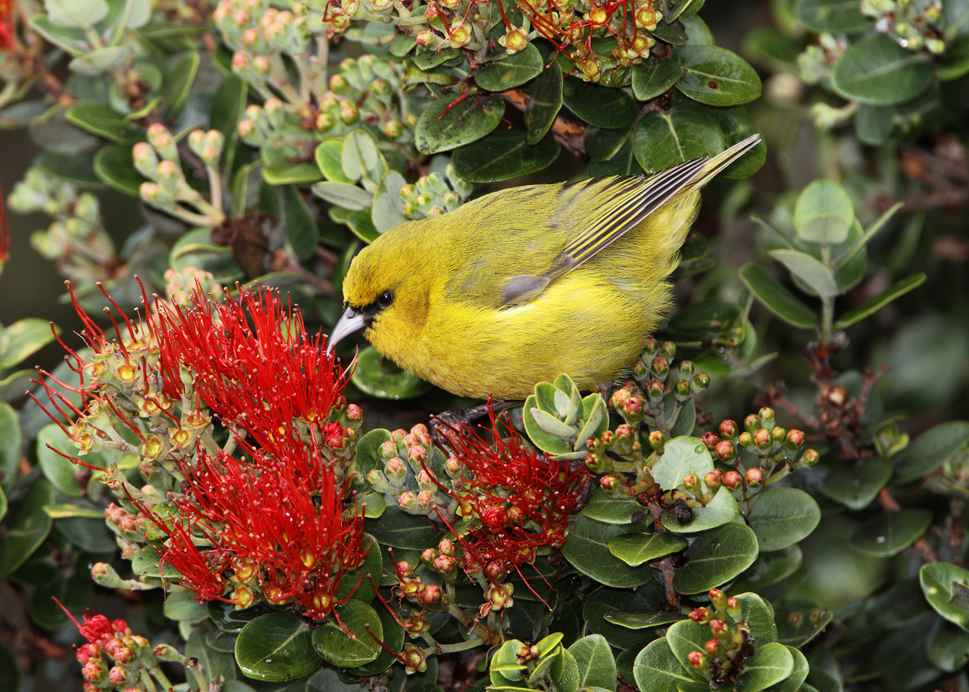 Hawaii Amakihi