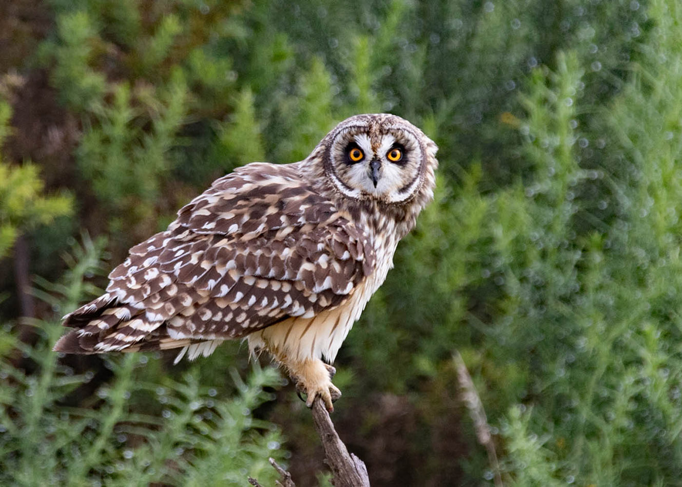 Pueo (Hawaiian Owl)