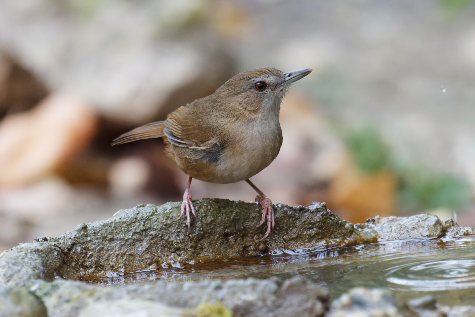 Abbott's babbler
