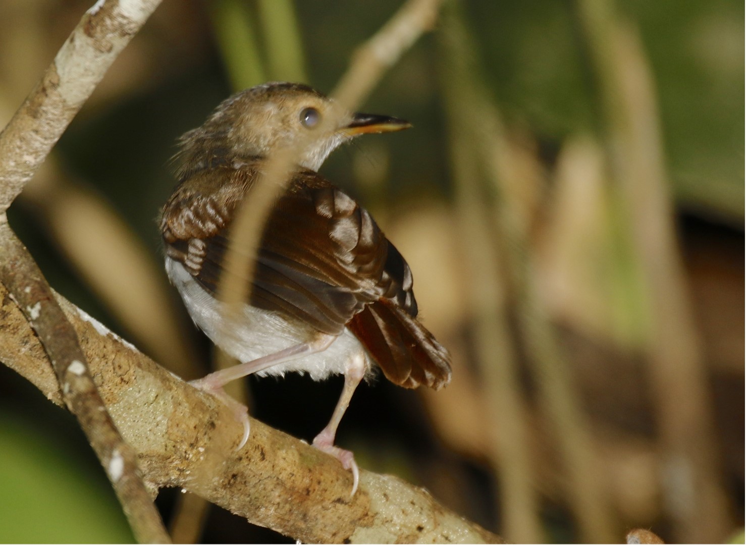 Abbott's babbler