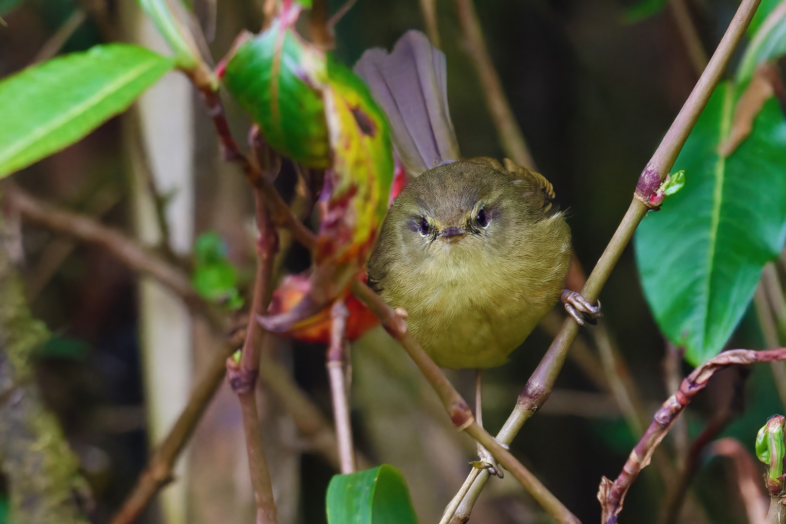 Aberrant Bush Warbler