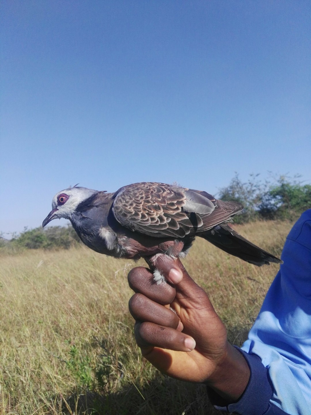 Abyssinian collared dove