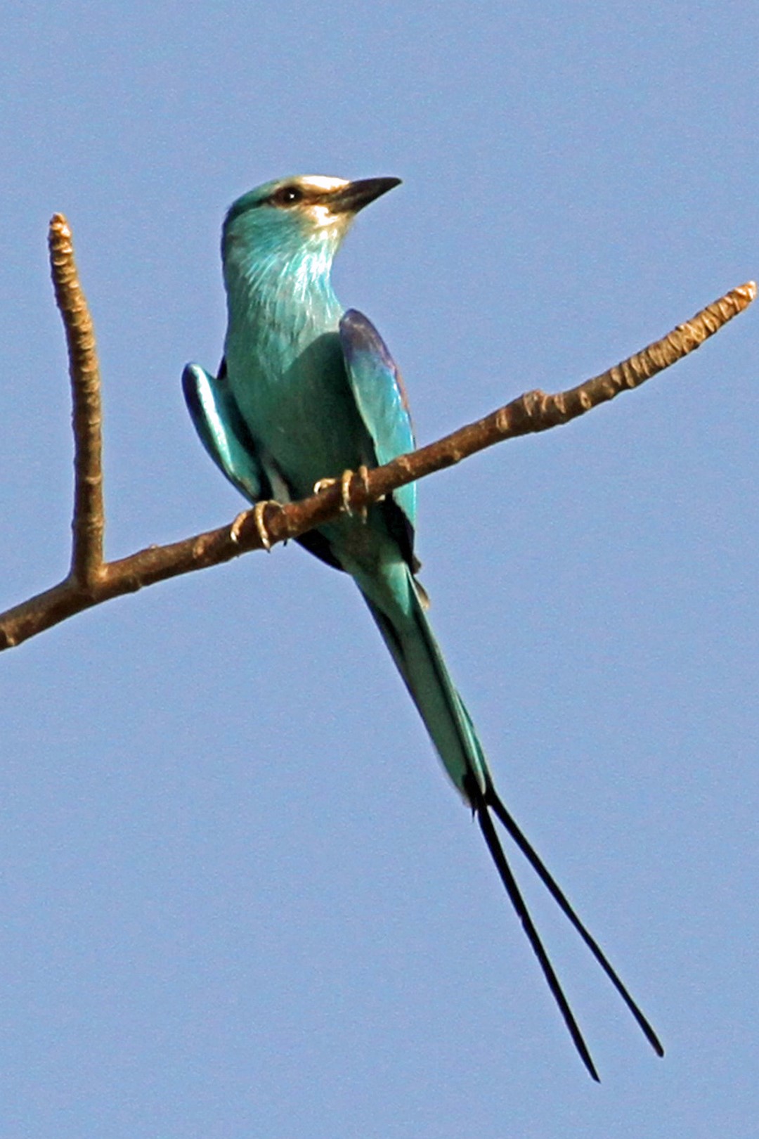 Abyssinian Roller