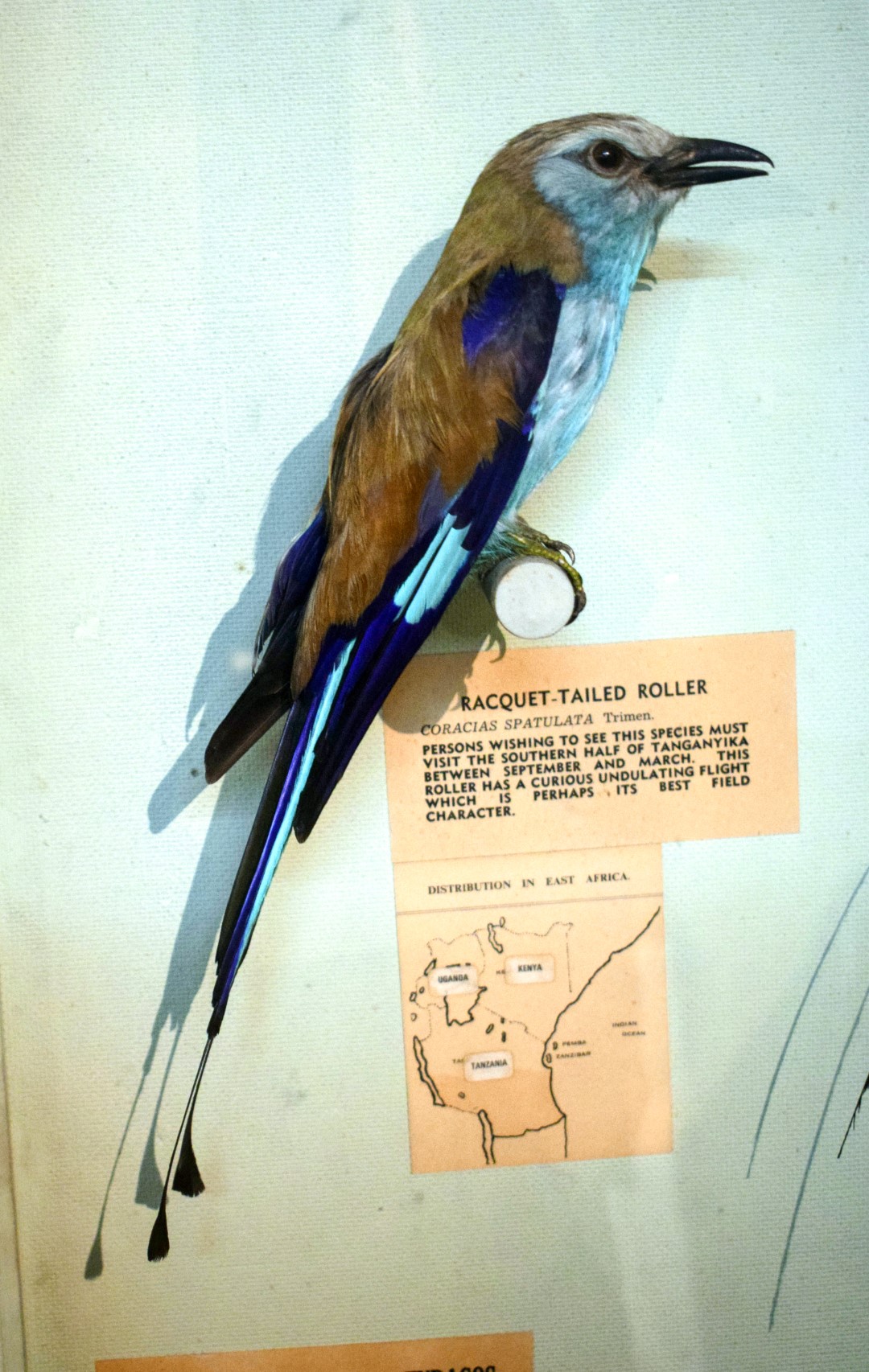 Abyssinian roller