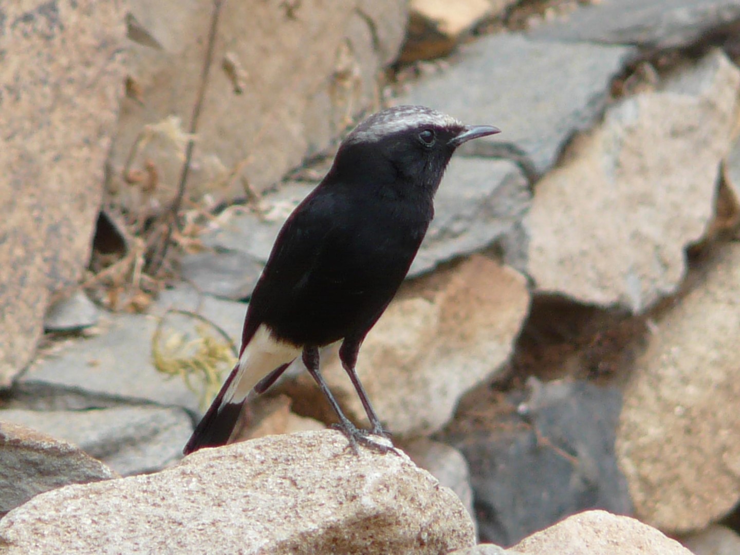 Abyssinian Wheatear