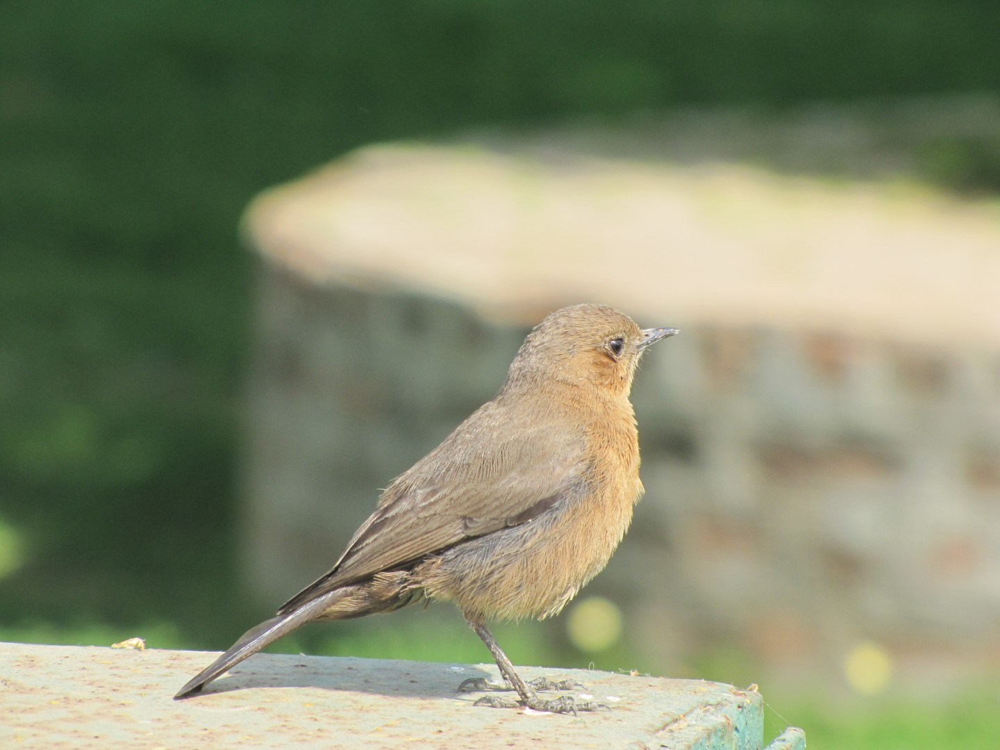 Abyssinian Wheatear