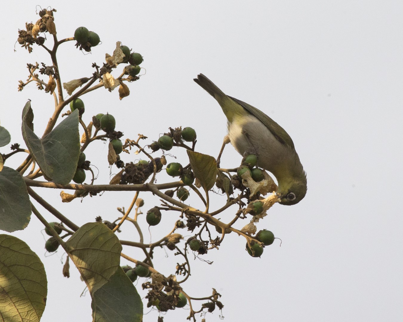 Abyssinian White-eye