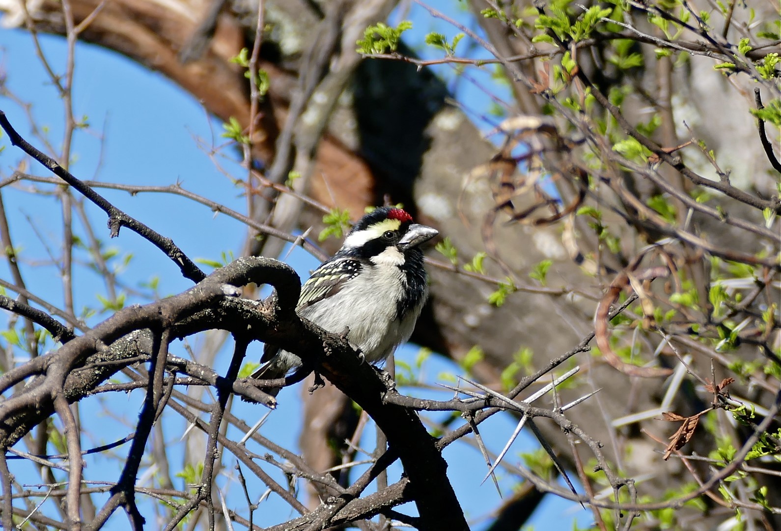 Acacia Pied Barbet