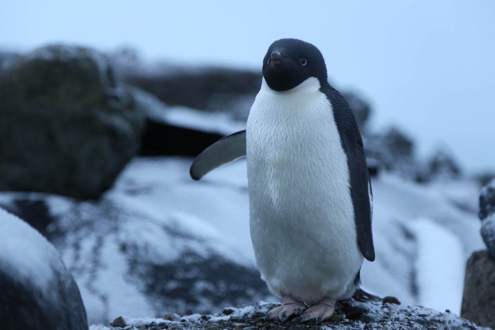 Adelie Penguin