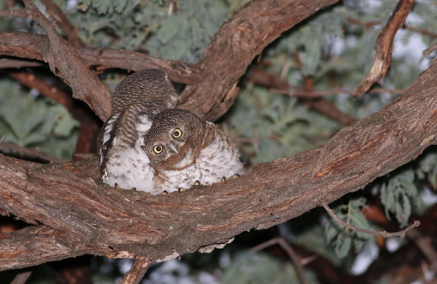 African Barred Owlet