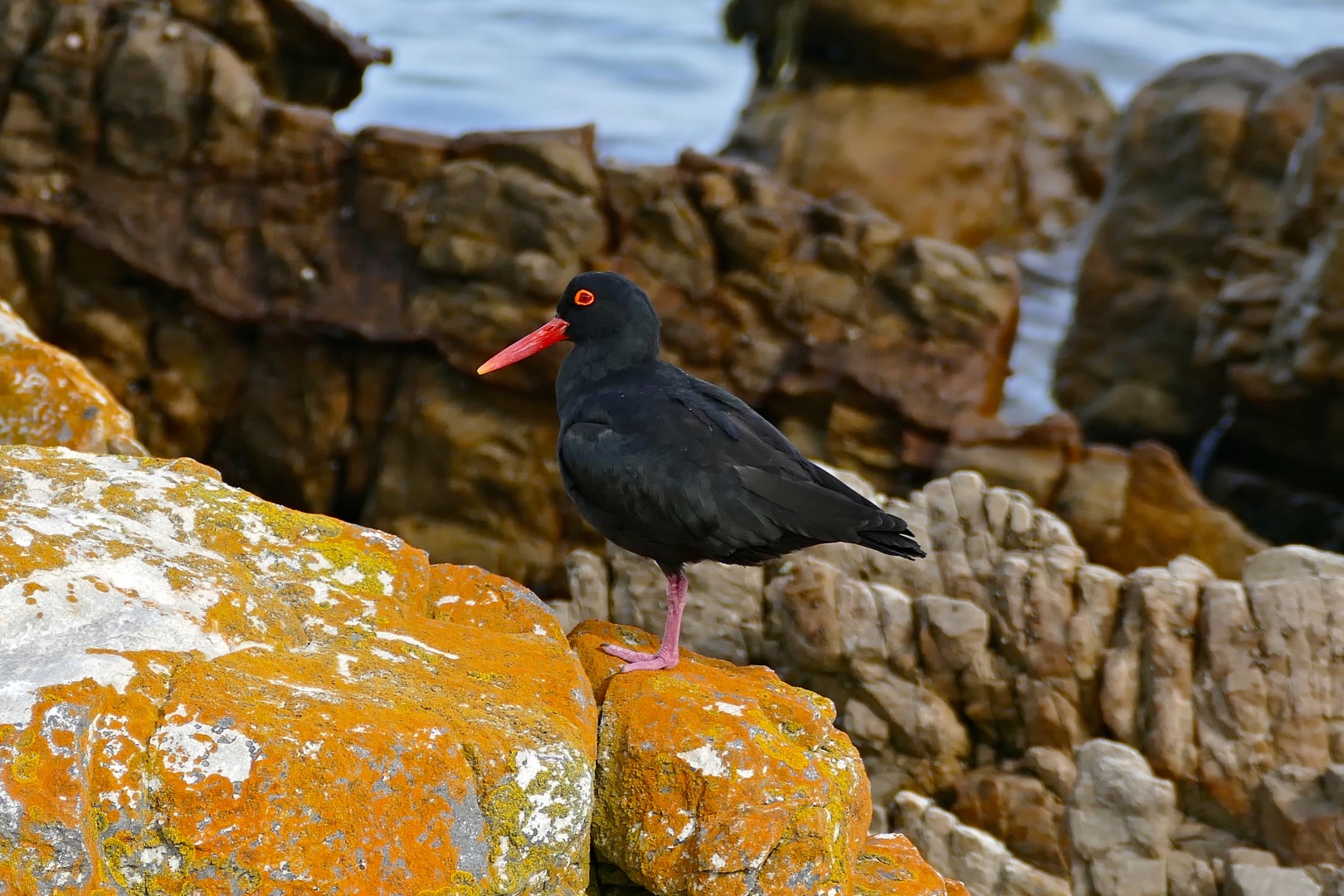 African Black Oystercatcher