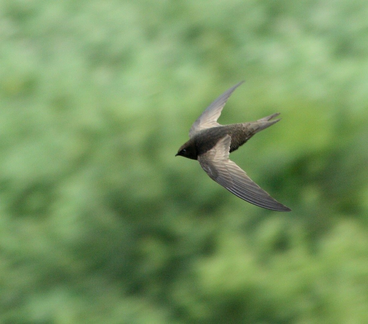 African Black Swift