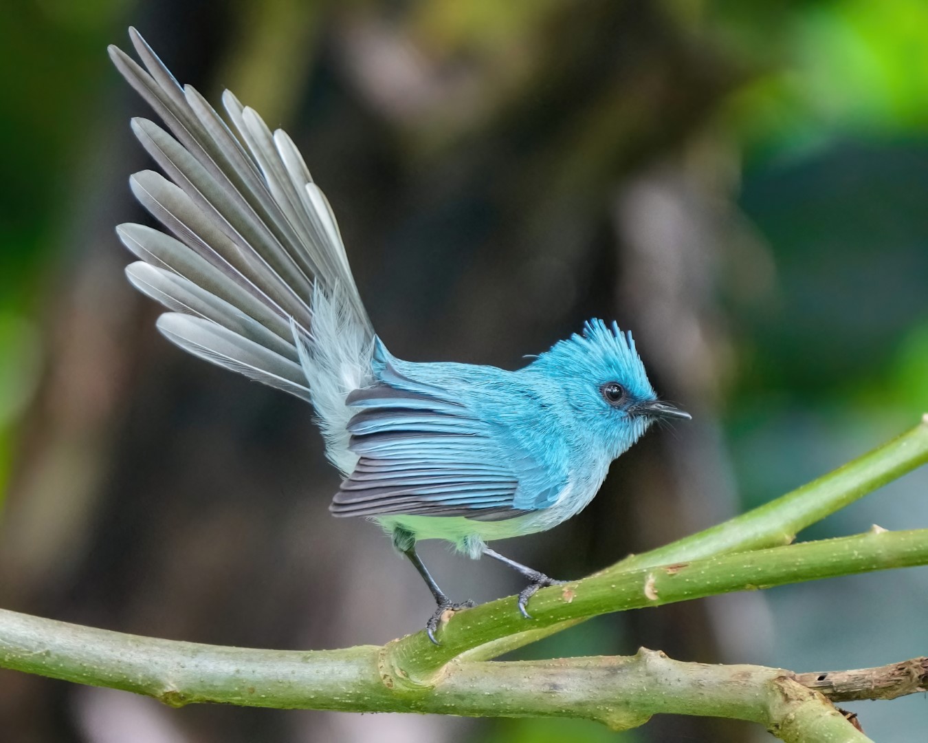 African Blue Flycatcher