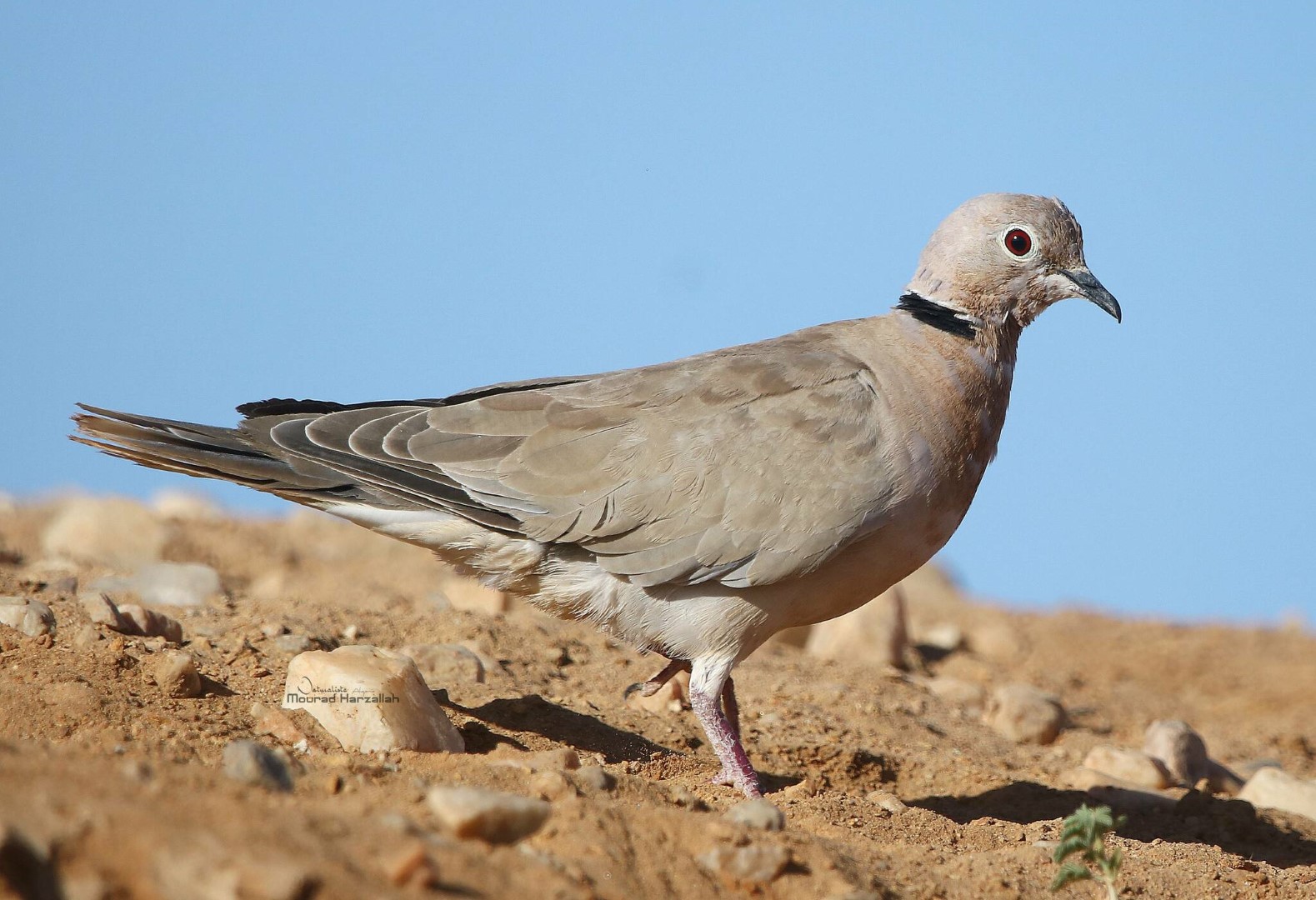 African Collared Dove