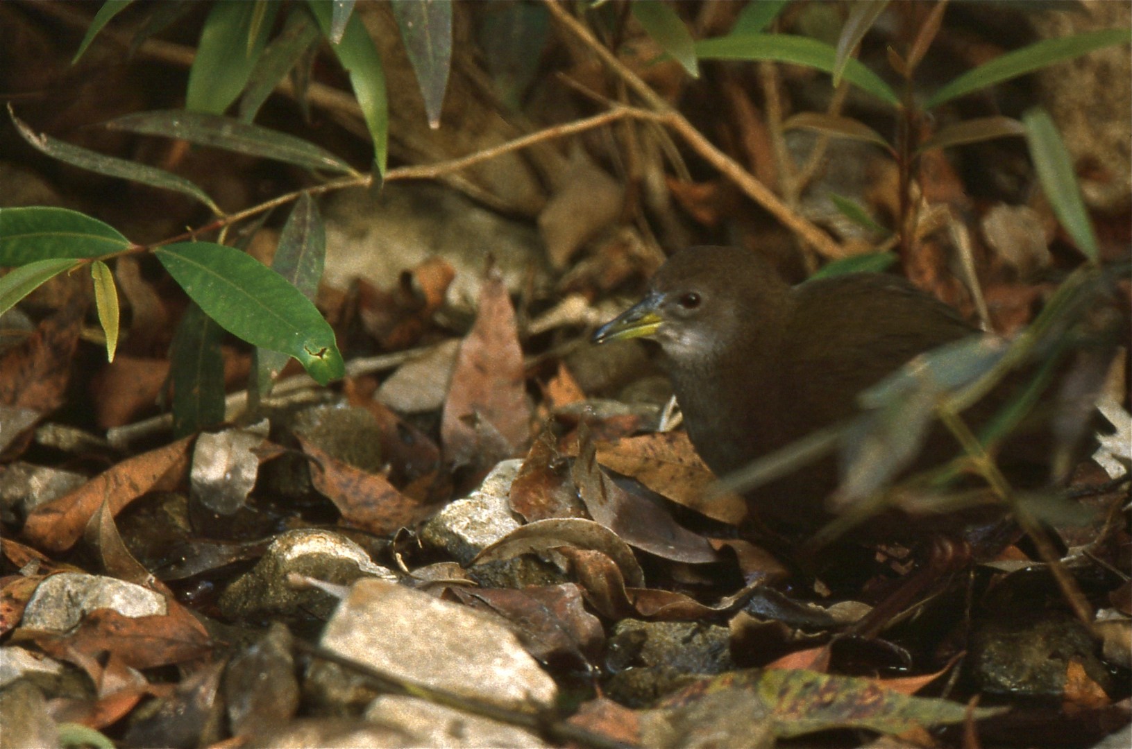 African Crake